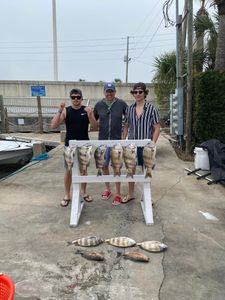 Three sheepshead fish caught in Panama City Beach