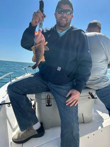 Red Grouper caught while fishing in FL