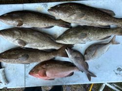 8 fish caught in Carrabelle during fishing trip