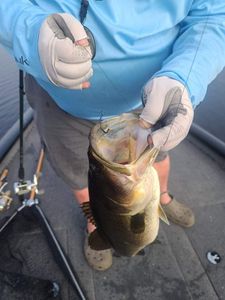 Bass fishing in Fellsmere, FL