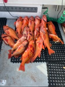 Rockfish Fishing fun in the LA sun!