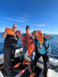 Los Angeles Rockfish fishing frenzy!