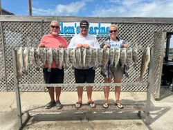 Three redfish and black drum caught in Corpus Christi, Texas