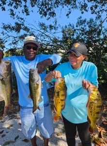 Peacock bass season is up! Time for you to show up