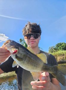 Largemouth beauty from Lake Okeechobee