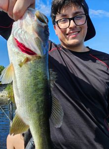 Angler catching a largemouth bass in South Bay