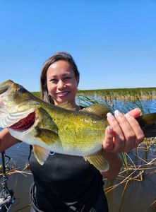Largemouth bass caught while fishing in FL