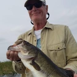 Largemouth Bass fish caught in South Bay