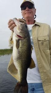 Largemouth Bass caught in South Bay