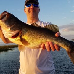 Largemouth Bass caught while fishing in South Bay