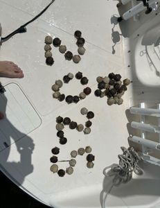 Short scouting trip for 2025 scallops! 
#scallops #scallops #scallopingcrystalriver #crystalriverscalloping #crystalriverscallopcharters #scallopinghomassassa #homassassascallopcharters