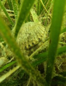 2025 Crystal River scalloping!! 
#scallop #scalloping #crystalriverscalloping #scallopcrystalriver 