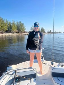 A black drum fish caught in Crystal River