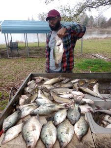 7 white crappie and hardhead sea catfish caught fishing in TX