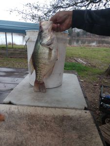 White crappie fishing in TX