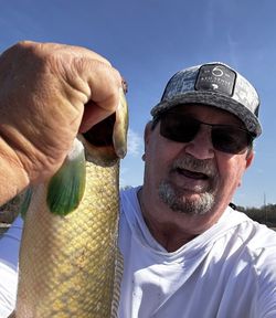 Bowfin caught fishing in Emory TX held up for photo