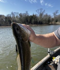 Bowfin caught while fishing in Emory TX held over lake water