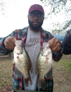 Two white crappie fish caught on a fishing trip in TX