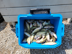 Pair of American Yellow Perch caught fishing in OH