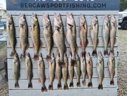 19 walleye and pike-perch fish caught in OH