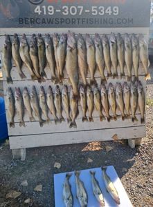 12 fish caught in Port Clinton