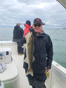 Freshly caught sauger fish being displayed on fishing charter boat in Port Clinton OH