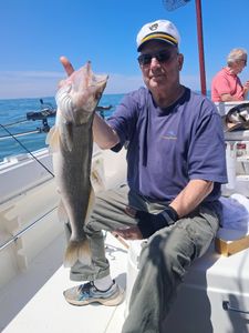 Walleye catch displayed on fishing boat in Port Clinton OH