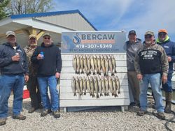 Large display of freshly caught walleye fish hanging on cleaning station board in Port Clinton OH