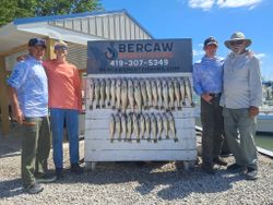 Successful walleye fishing trip display at Port Clinton OH charter service with multiple fish caught