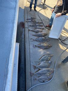 6 fish caught fishing in CA