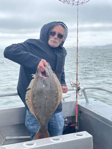Photograph of a California Flounder fish in CA