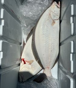 Fresh caught California flounder in cooler with ice after fishing trip in Richmond CA