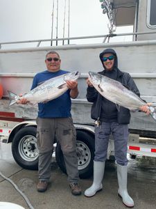 Two Chinook Salmon, 25 inches long, caught while fishing in CA