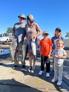 3 Chinook Salmon in California