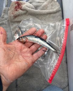 Fishing in Richmond, best catch