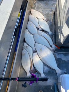 5 fish caught while fishing in CA