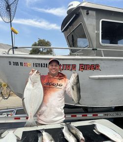 Successful fishing trip in Richmond CA showing caught California Flounder and Striped Bass with fishing boat