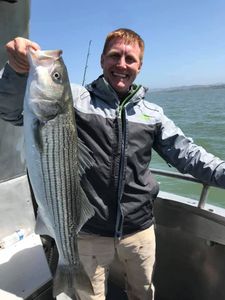 Striped bass caught in Richmond, Virginia