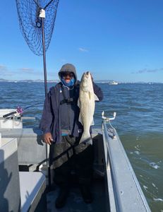 Striped Bass caught while fishing in Richmond