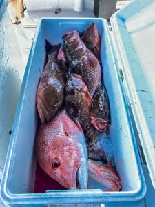Fishing at Carrabelle: 4 fish caught