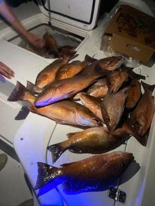 7 fish caught while fishing in Carrabelle