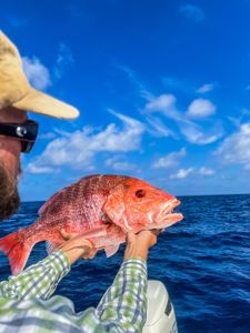Angler with 50-inch catch in Carrabelle