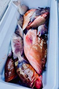 5 fish caught in Carrabelle during fishing