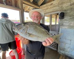 Jolthead porgy catch displayed in fishing cabin in Carrabelle FL