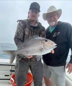 Jolthead porgy caught fishing in Carrabelle FL displayed on boat deck