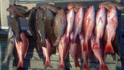12 fish caught in Carrabelle, Florida