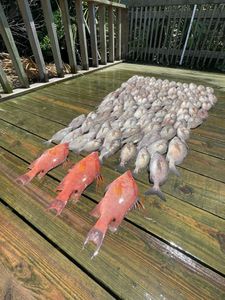 4 hogfish caught while fishing in FL