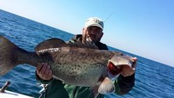 A photo of a gag grouper, a large saltwater fish, caught in Carrabelle, Florida