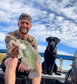 Photo of a white crappie fish caught in Tennessee