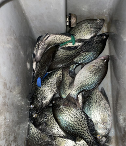 Two bluegill fish caught while fishing in Nashville
